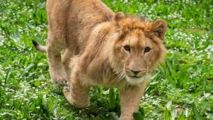 İzmir’de bir çiftlikten kurtarılan yavru aslan koruma altına alındı