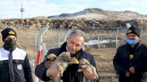 Kayseri Talas'a Türkiye'ye örnek Pati Evi