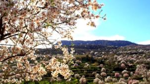 Mardin Yeşilli’de renk cümbüşü (ÖZEL HABER)