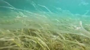 Sular ısındı, müsilaj yüzeye yaklaştı! Derinleri varın siz hesap edin!