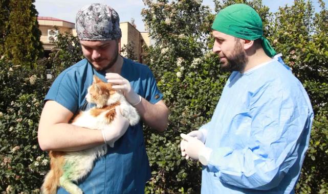 Kocaeli'de sokak hayvanlarına şefkat eli