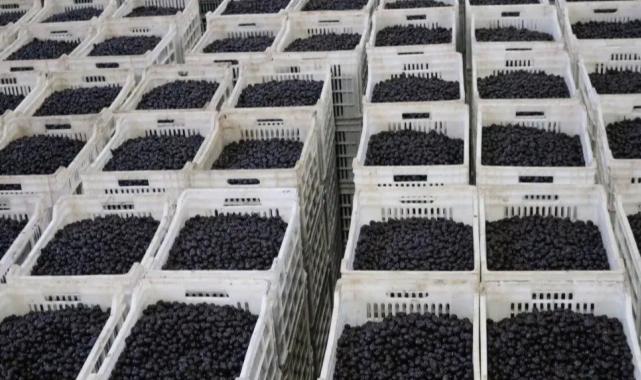 Marmarabirlik son dilim ödemeyi 25 Nisan'da yapacak