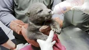 1,5 aylık yavru boz ayı koruma altında