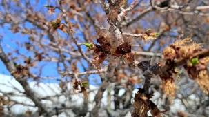 Çiftçiyi 'don' perişan etti! Borçlar ertelenmeli, afet bölgesi ilan edilmeli!