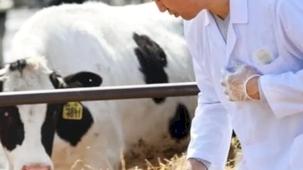 H-ÜFE'de yıllık en yüksek artış veterinerlik hizmetlerinde