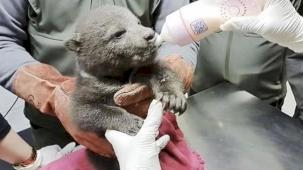 Orman işçilerinin bulduğu yavru ayı 