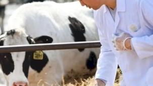 Tarımsal girdide veteriner harcamaları ve tohum önde