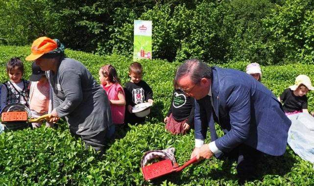 Çay hasadında çocuklarla gelenek bozulmadı