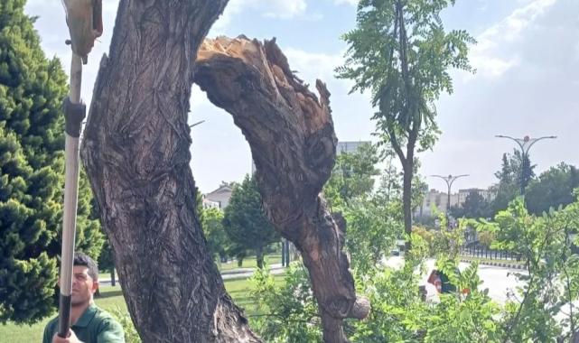 Manisa'da fırtınanın zarar verdiği ağaçlar kaldırıldı
