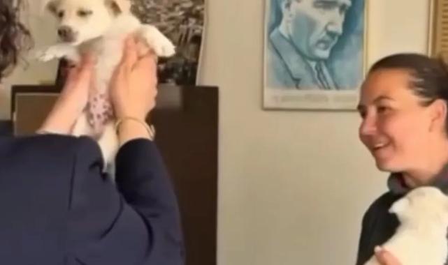 Mudanya Belediyesi evcil hayvanları sahiplendiriyor