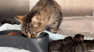 Balıkesir Büyükşehir’in hızlı müdahalesi hayat kurtardı