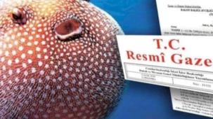 Balon Balığı avcılığı desteği artırıldı