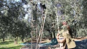 Marmarabirlik'ten üretici ortağa bayram öncesi müjde... Zeytinde fiyat farkları 30 Mayıs’ta ödenecek