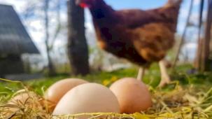 Mart'ta yumurta üretimi düştü!