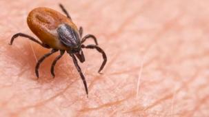 Sivas'taki kene vakaları TBMM'ye taşındı