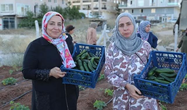 Mardin Artuklu Kent Kadın Bostanları'nda ilk hasat sevinci