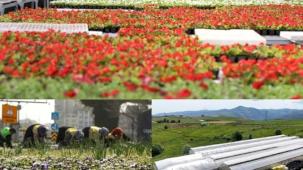 Çöpler çiçek oldu, şehri renklendirdi