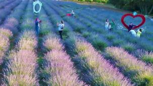 İzmit Belediyesi Lavanta Şenliği’ne yoğun ilgi