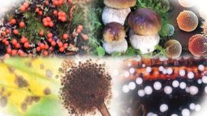 Gıdalardaki bitki toksinlerine ilişkin numunelere AB uyumu