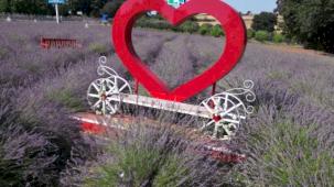 İzmit'te tarlada lavanta, şişede kolonya, yürekte emek...