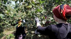 Ordu'da 'Fındık Dalda' projesine rekor başvuru