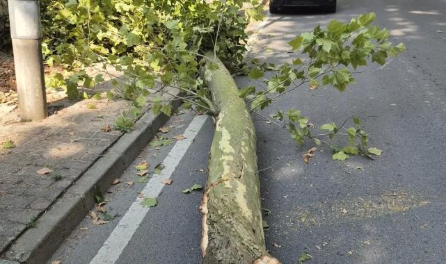 İstanbul'da 58 ağaç devrildi, 6 araç hasar gördü... Dikkat! Bu gecede etkili olacak