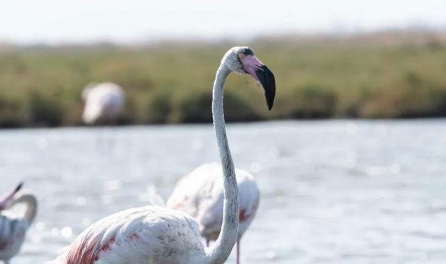 İzmir'de 'Flamingo Yolu' turları yeniden başladı