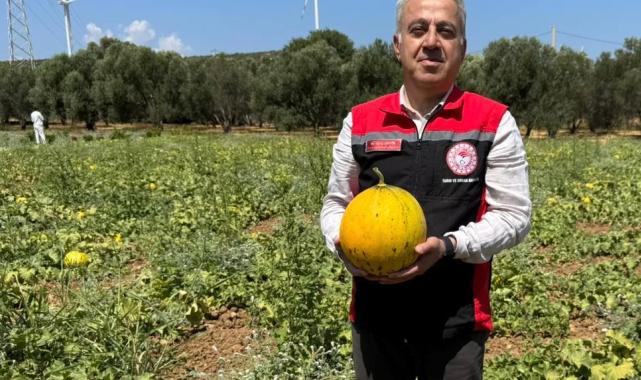 İzmir'in meşhur 'Çeşme Kavunu'nda hasat zamanı