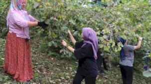 ‘Fındık Dalda Aklın İşçide Kalmasın’ projesi 6. yılında