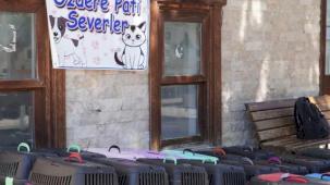 İzmir'de 7 bin kediye mobil kısırlaştırma