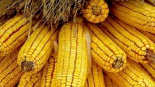 TMO mısır alımlarına başlıyor