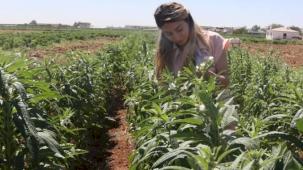 Urfa Susamı yeniden hayat buluyor