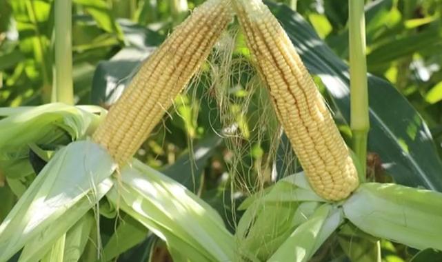 TİGEM’den 4 bin 500 ton silajlık mısır ihalesi