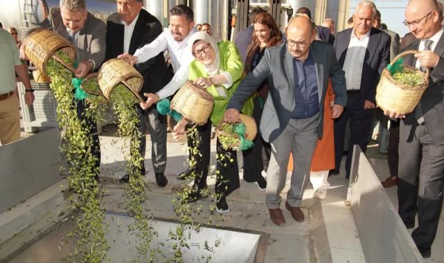 Ayvalık'ta yılın ilk zeytin hasadı yapıldı