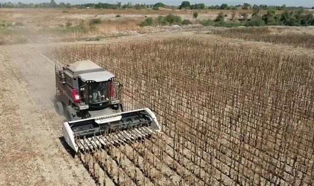 Mustafakemalpaşa'da belediye projesinde ayçiçeği hasadı