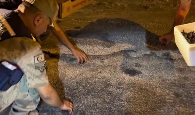 Samandağ’da yavru 'caretta caretta'lar Jandarma eliyle denize ulaştı