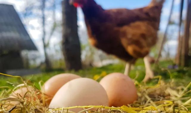 Temmuz'da yumurta üretimi geriledi