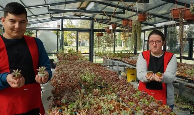Konya Selçuklu'da otizmliler sukulentleri sevgiyle yetiştiriyor