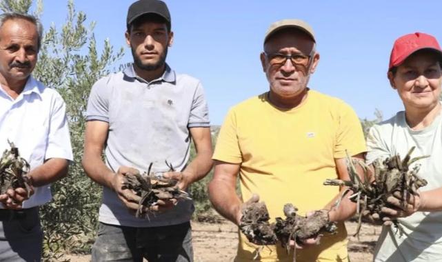 Mersin Büyükşehir’den üreticiye ilk enginar yumrusu desteği