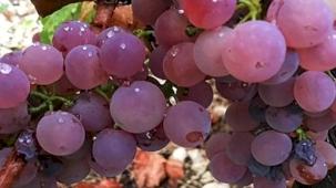 Antalya Finike Yazır’da üzüm zamanı