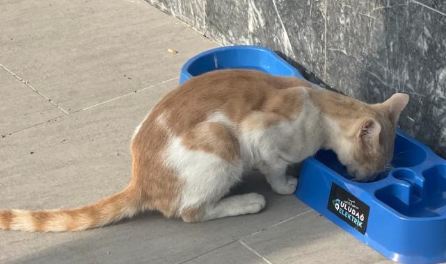 Uludağ Elektrik'in 'Sevgimiz, Enerjimiz Sizinle' projesi sokak hayvanlarına umut oluyor