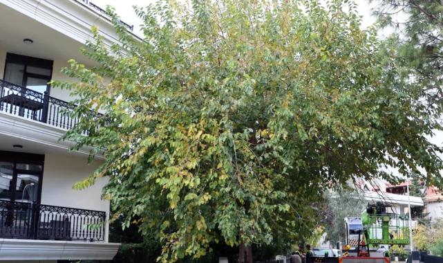 İstanbul Maltepe’de budama çalışmaları başladı