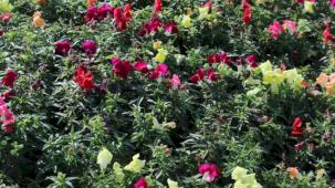 Antalya'da kışlık çiçeklerle rengarenk kent silüeti