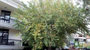 İstanbul Maltepe’de budama çalışmaları başladı