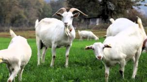 Kocaeli'de süt otu desteği meraları yeşertti