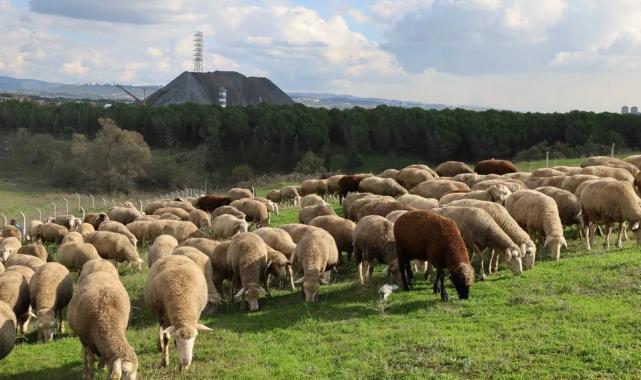 Kocaeli'de damızlık koç desteğiyle kuzulama oranları artıyor... Sürüler güçlendi, verim arttı