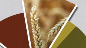 Hububat ve bakliyatta ekilişler gecikti, gelişim yavaşladı... TMO'dan fenolojik rapor alarmı!