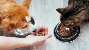 Kedi-köpek maması sektörü ihracatını 11 yılda 33 kat artırdı