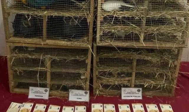 2025'te kaçak canlı hayvan ticareti darbe yedi... 85 bin 342 hayvan ele geçirildi