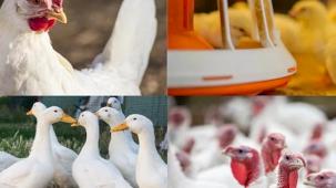 Kanatlı işletmelerinde biyogüvenlik kuralları güncellendi